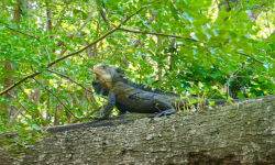 Iguane