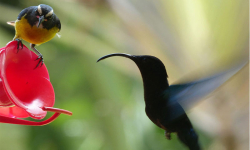 Colibri-et-sucrier