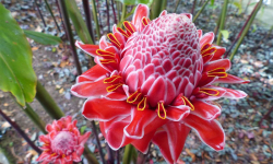 Rose-de-porcelaine