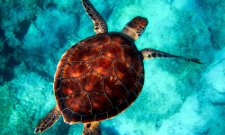 Tortue